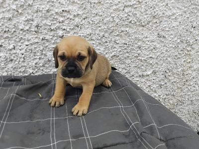 Puggle (Pug x Beagle) puppies in Kilkenny