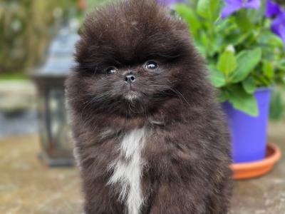 Gorgeous IKC Registered Pomeranian puppies 🐶 in Laois
