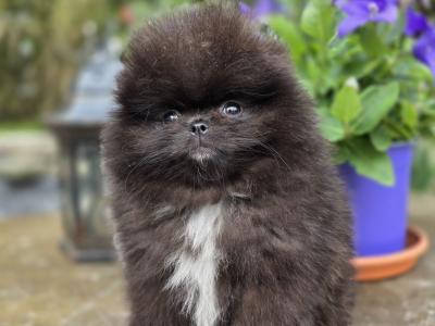Gorgeous Pomeranian puppies 🐶
