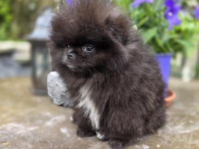 Gorgeous IKC Registered Pomeranian puppies 🐶 in Laois