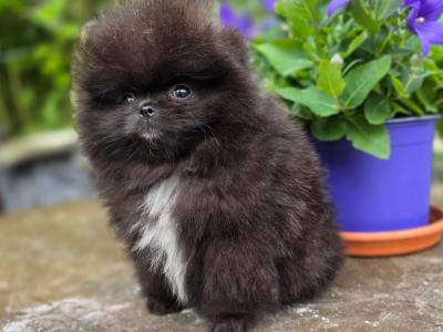 Gorgeous IKC Registered Pomeranian puppies 🐶 in Laois