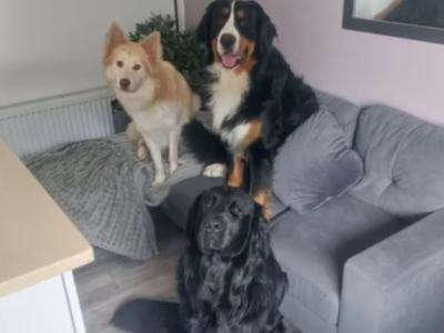 Bernese Mountain Dog