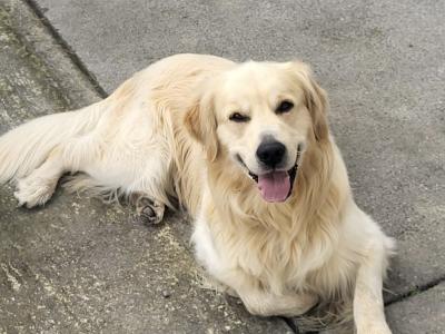 Proven Golden Retriever for stud