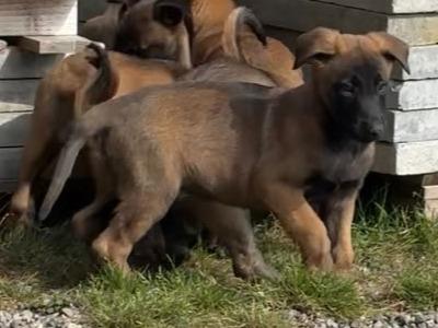 IKC Registered Belgian Malinois puppies in Laois