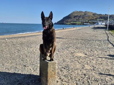 Belgian Malinois puppies in Laois