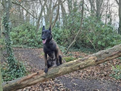 Belgian Malinois puppies in Laois