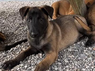 Belgian Malinois puppies in Laois