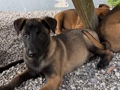 Belgian Malinois puppies in Laois