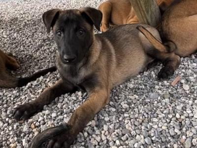 IKC Registered Belgian Malinois puppies in Laois