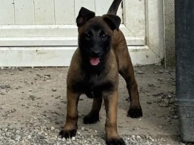 Belgian Malinois puppies in Laois