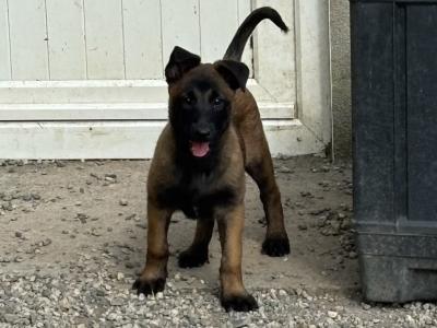 IKC Registered Belgian Malinois puppies in Laois