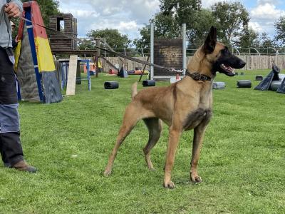 Belgian Malinois puppies in Laois