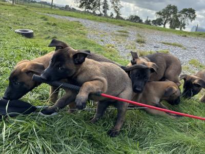 Belgian Malinois puppies in Laois