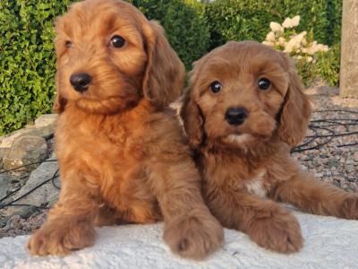 Vet checked Friendly Cockapoo puppies in Wexford