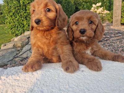 Vet checked Friendly Cockapoo puppies