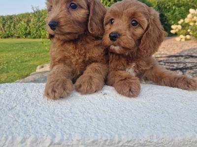 Vet checked Friendly Cockapoo puppies