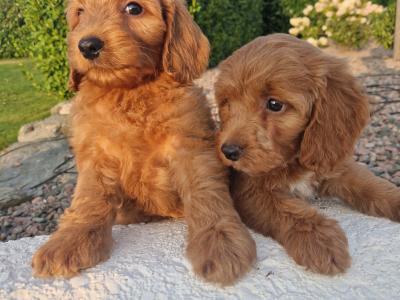 Vet checked Friendly Cockapoo puppies