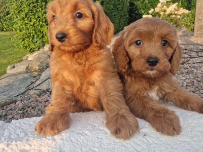 Vet checked Friendly Cockapoo puppies