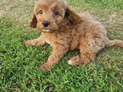 Vet checked Friendly Cockapoo puppies