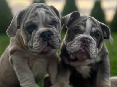 English Bulldog puppies in Tipperary