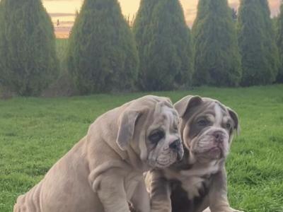 English Bulldog puppies in Tipperary