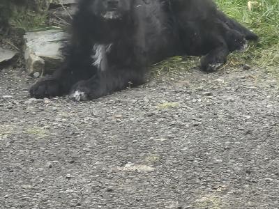 Stunning First Generation Bordoodle (Border Collie x Poodle) puppies for sale in Cork!