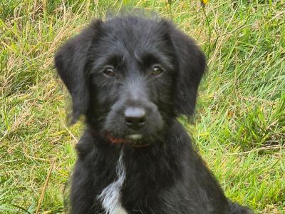 Stunning First Generation Bordoodle (Border Collie x Poodle) puppies for sale in Cork!