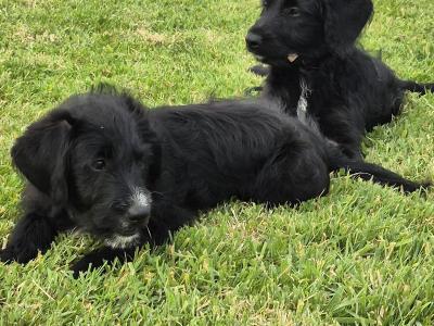 Stunning First Generation Bordoodle (Border Collie x Poodle) puppies for sale in Cork!