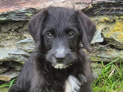 Stunning First Generation Bordoodle (Border Collie x Poodle) puppies for sale in Cork!