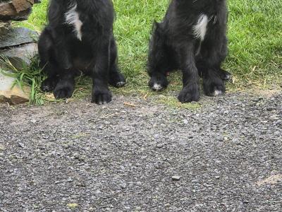 Stunning First Generation Bordoodle (Border Collie x Poodle) puppies for sale in Cork!