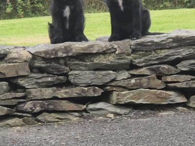 Stunning First Generation Bordoodle (Border Collie x Poodle) puppies for sale in Cork!