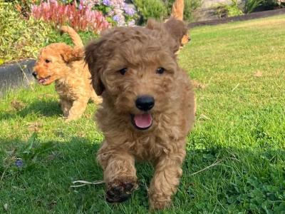 Adorable, playful Cockapoo puppies in Wexford
