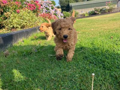 Cockapoo - adorable, playful cockapoo puppies