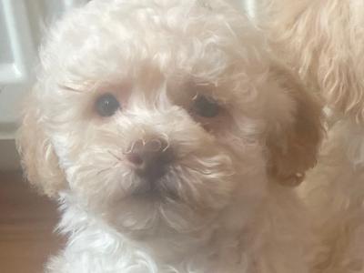 Toy Poodle puppies