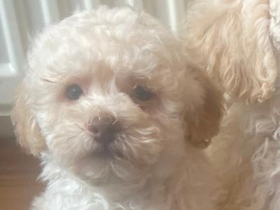 Toy Poodle puppies in Cavan