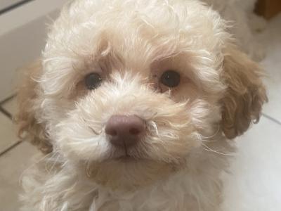 Toy Poodle puppies