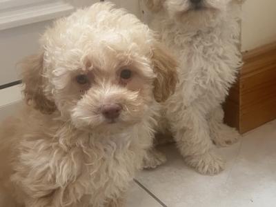Toy Poodle puppies