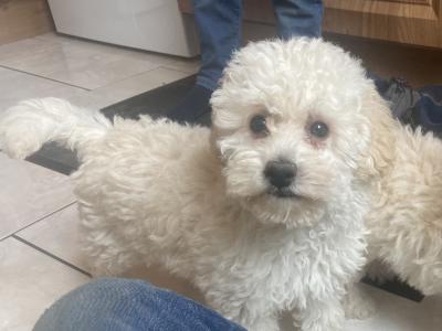 Toy Poodle puppies