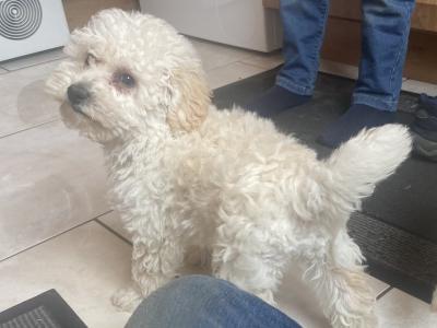 Toy Poodle puppies