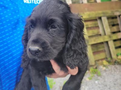 Cocker Spaniel puppies in Offaly