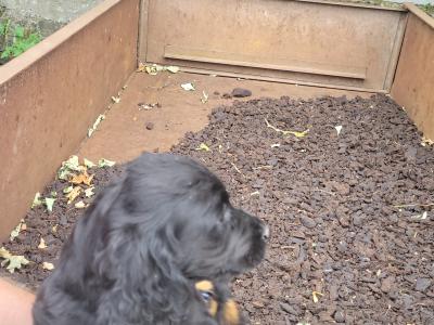 Cocker Spaniel puppies in Offaly