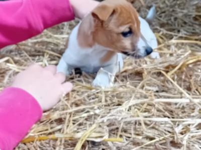 Jack Russell puppies in Cork