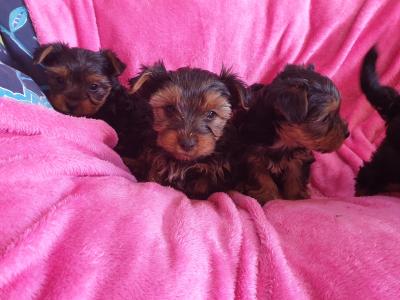 Yorkies For Sale