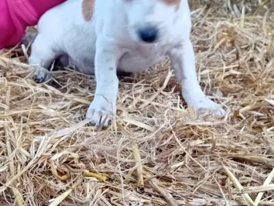 Jack Russell puppies in Cork