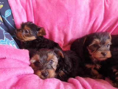 Yorkies For Sale