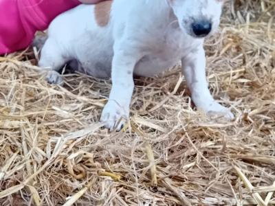 Jack Russell puppies in Cork