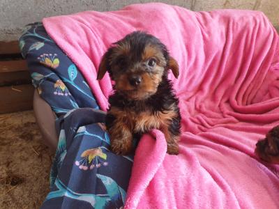 Yorkies For Sale