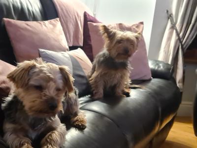 Yorkies For Sale