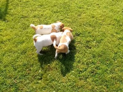 Jack Russell puppies in Cork