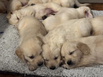 Purebred Golden Retriever puppies in Cork